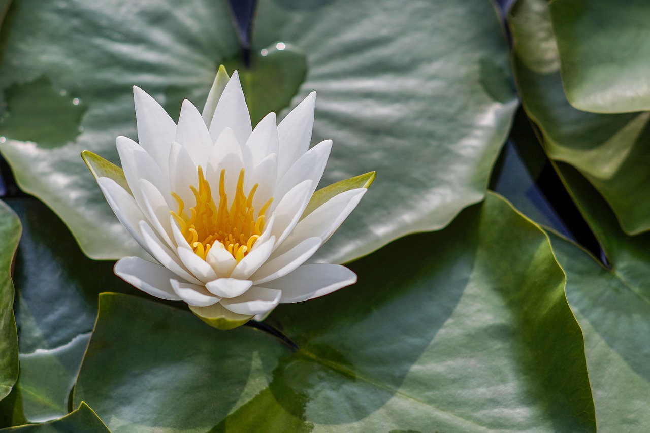 How do affirmations, mantras, and meditation change your brain