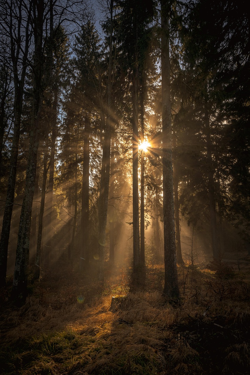 A New Light Within